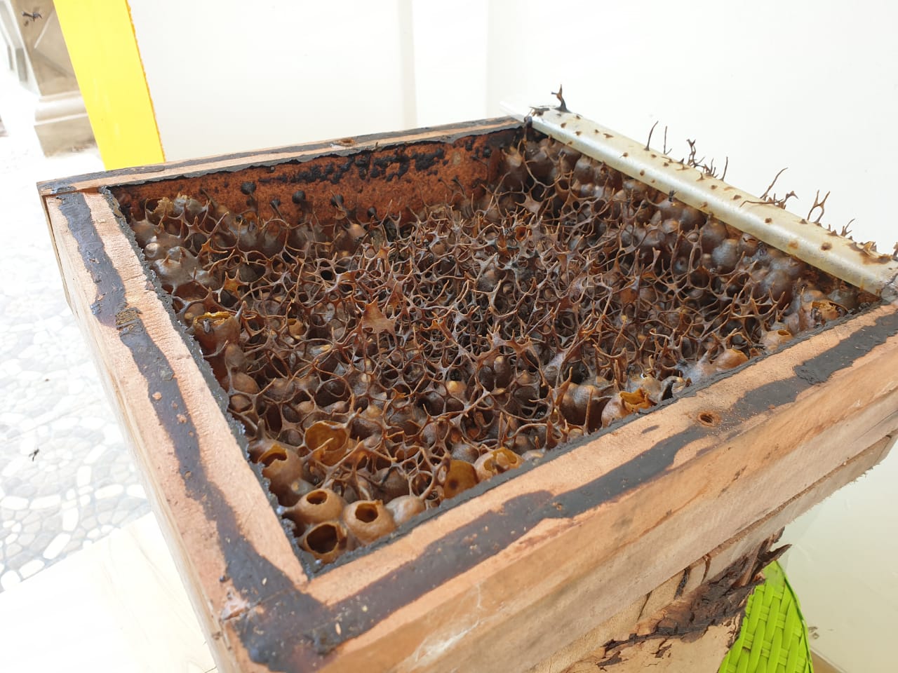 Billiton Bee Farm dalam Pemberdayaan Masyarakat melalui Program 